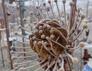 oldandnew fleurs